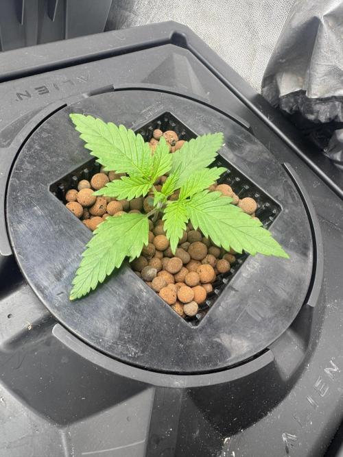 Papaya Cookies Auto | RDWC. Week 2 - Day 12
