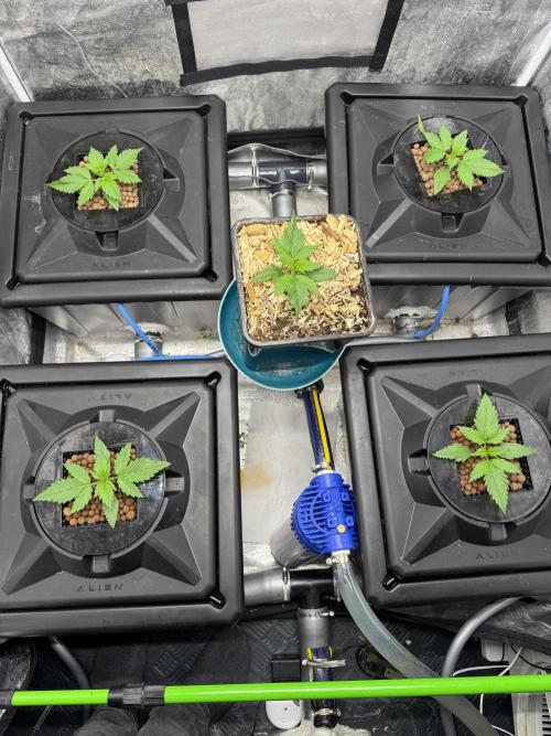 Papaya Cookies Auto | RDWC. Week 2 - Day 13