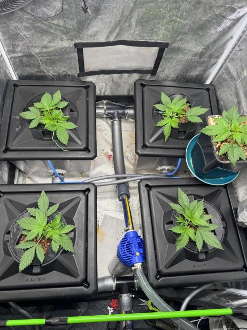 Papaya Cookies Auto | RDWC. Week 3 - Day 17