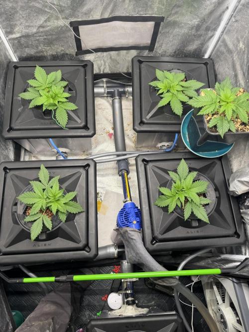 Papaya Cookies Auto | RDWC. Week 3 - Day 18