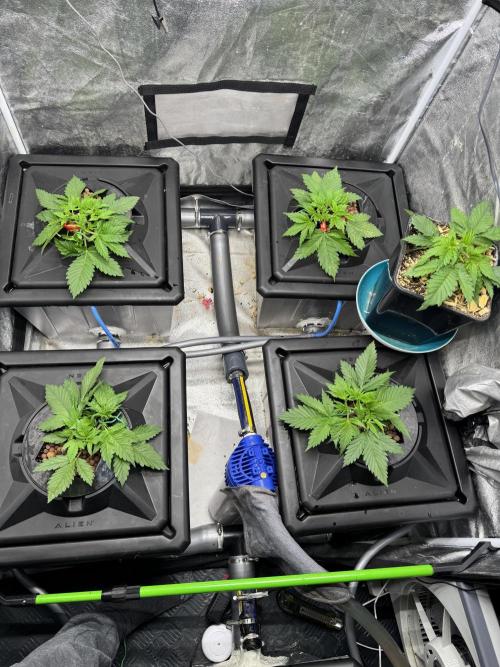 Papaya Cookies Auto | RDWC. Week 3