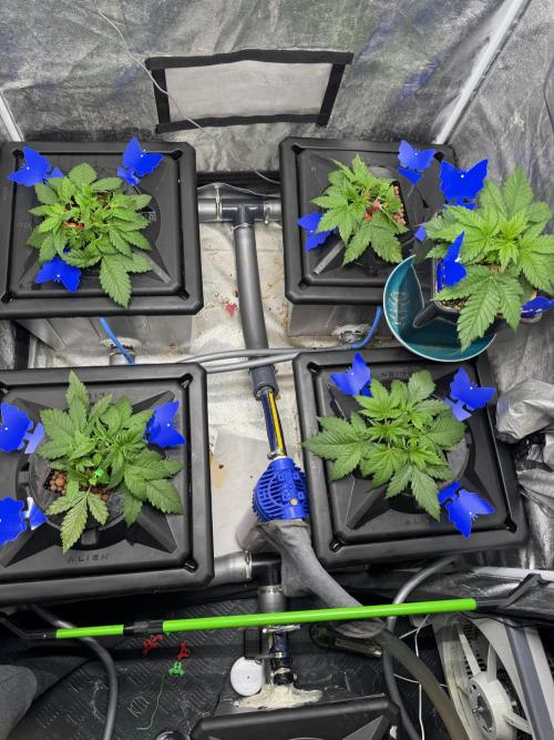 Papaya Cookies Auto | RDWC. Week 3 - Day 20