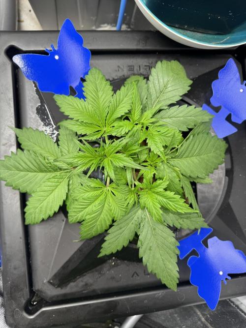 Papaya Cookies Auto | RDWC. Week 3 - Plant 1