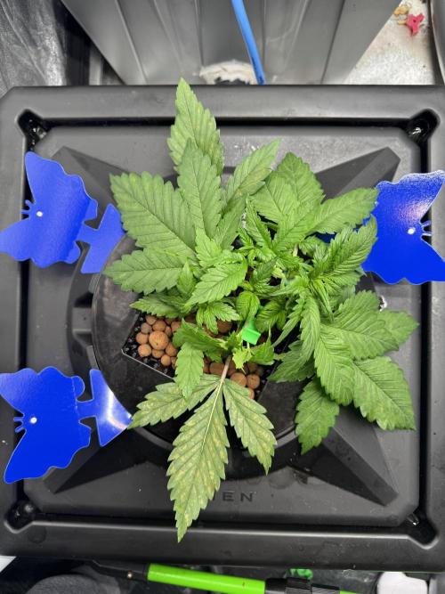 Papaya Cookies Auto | RDWC. Week 3 - Plant 2