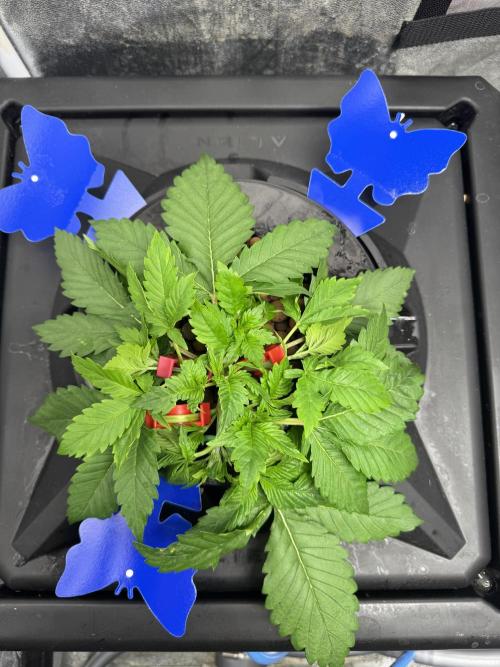 Papaya Cookies Auto | RDWC. Week 3 - Plant 3