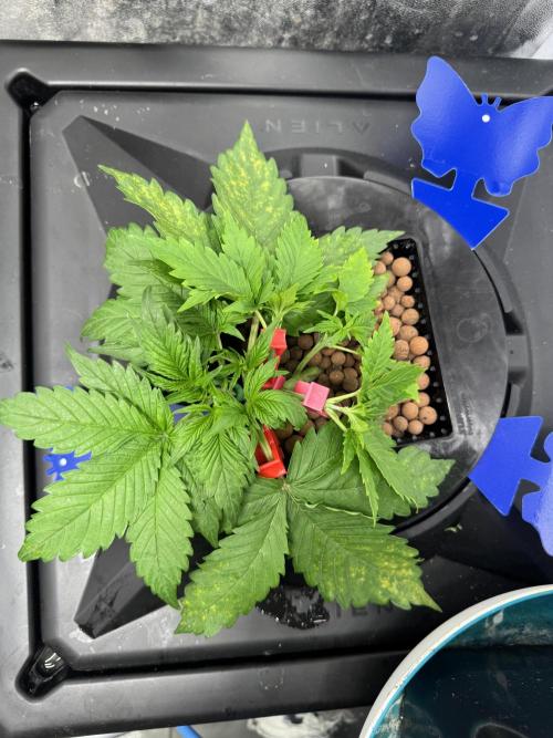 Papaya Cookies Auto | RDWC. Week 3 - Plant 4