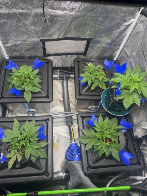 Papaya Cookies Auto | RDWC. Week 4 - Day 21