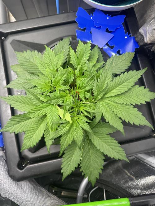 Papaya Cookies Auto | RDWC. Week 4