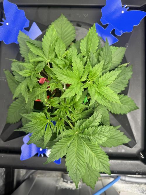 Papaya Cookies Auto | RDWC. Week 4