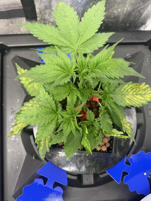 Papaya Cookies Auto | RDWC. Week 4
