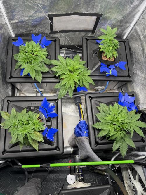 Papaya Cookies Auto | RDWC. Week 4 - Day 23