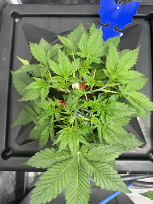 Papaya Cookies Auto | RDWC. Week 4