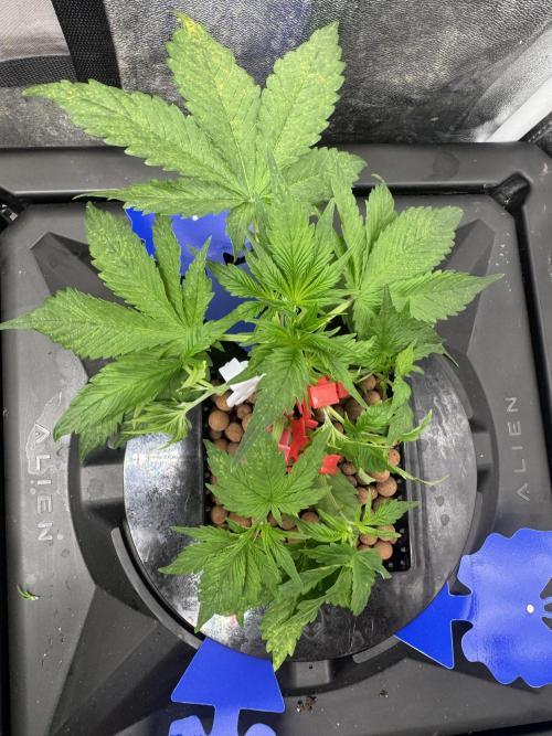 Papaya Cookies Auto | RDWC. Week 4