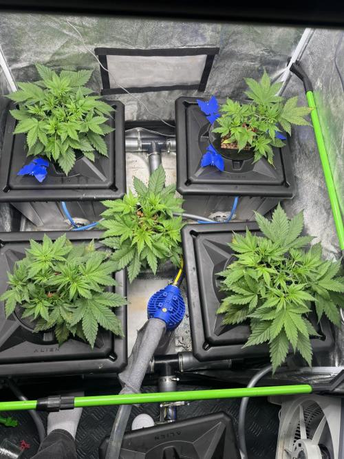 Papaya Cookies Auto | RDWC. Week 4 - Day 26
