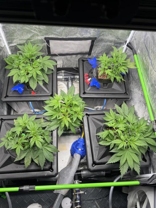 Papaya Cookies Auto | RDWC. Week 4 - Day 27