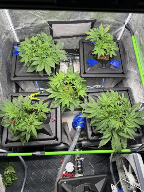 Papaya Cookies Auto | RDWC. Week 5 - Day 28
