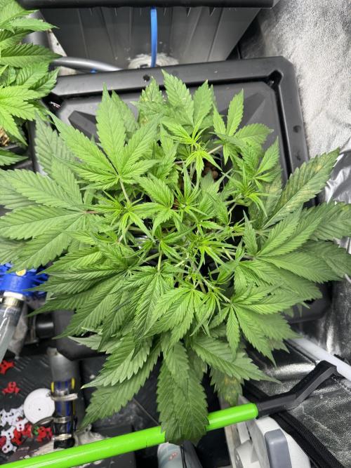 Papaya Cookies Auto | RDWC. Week 5 - Bottom right
