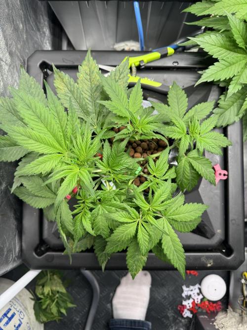 Papaya Cookies Auto | RDWC. Week 5 - Bottom left