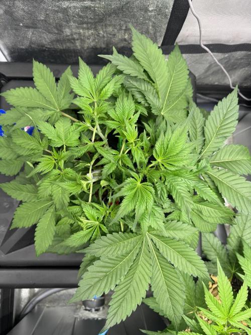 Papaya Cookies Auto | RDWC. Week 5 - Upper left