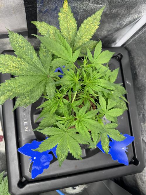 Papaya Cookies Auto | RDWC. Week 5 - Upper right