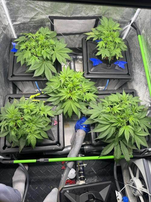 Papaya Cookies Auto | RDWC. Week 5 - Day 30