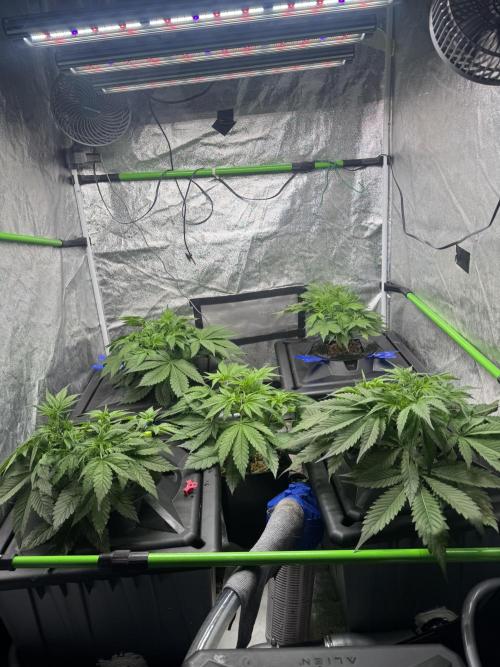 Papaya Cookies Auto | RDWC. Week 5 - Day 30