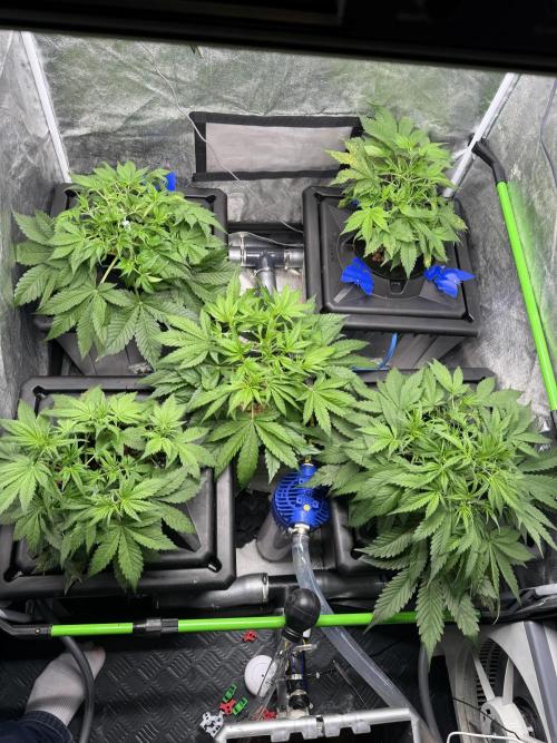 Papaya Cookies Auto | RDWC. Week 5 - Day 31