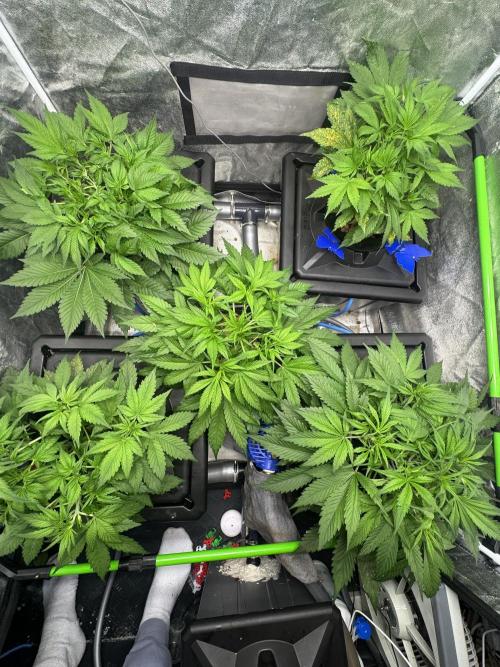 Papaya Cookies Auto | RDWC. Week 5 - Day 32