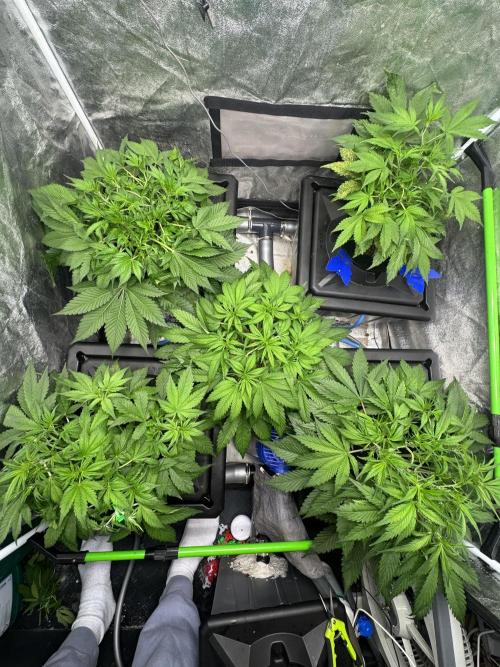 Papaya Cookies Auto | RDWC. Week 5 - Day 33