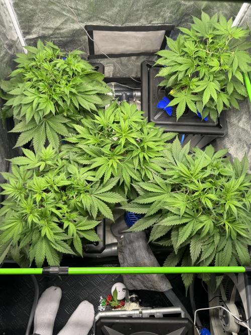 Papaya Cookies Auto | RDWC. Week 5 - Day 34