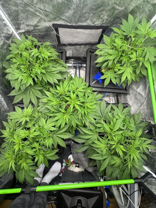Papaya Cookies Auto | RDWC. Week 5 - Day 34