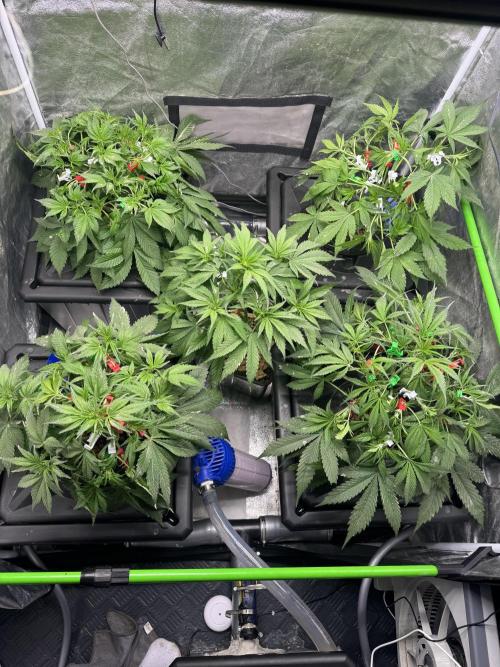 Papaya Cookies Auto | RDWC. Week 6 - Day 35