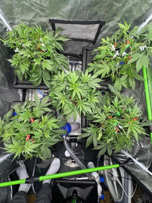 Papaya Cookies Auto | RDWC. Week 6 - Day 35