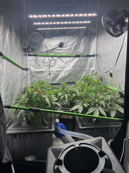 Papaya Cookies Auto | RDWC. Week 6 - Day 35