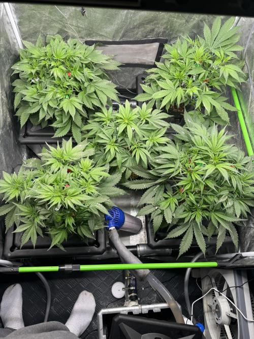 Papaya Cookies Auto | RDWC. Week 6 - Day 36