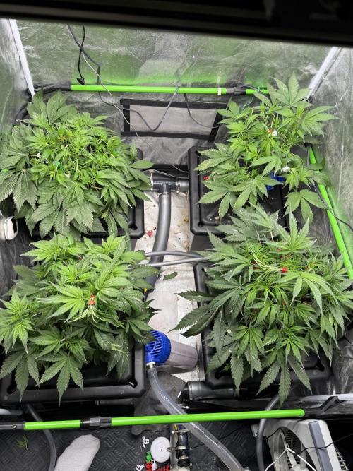 Papaya Cookies Auto | RDWC. Week 6 - Day 36