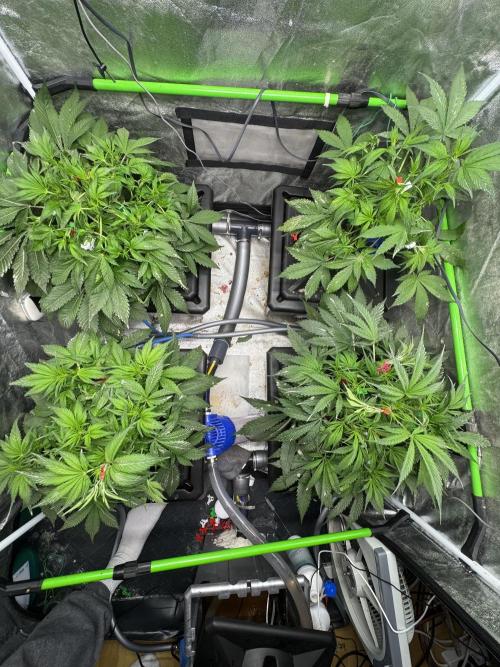 Papaya Cookies Auto | RDWC. Week 6 - Day 37