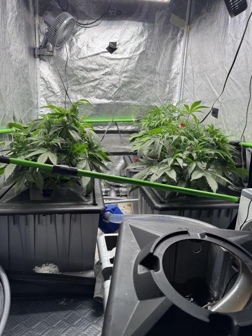 Papaya Cookies Auto | RDWC. Week 6 - Day 37
