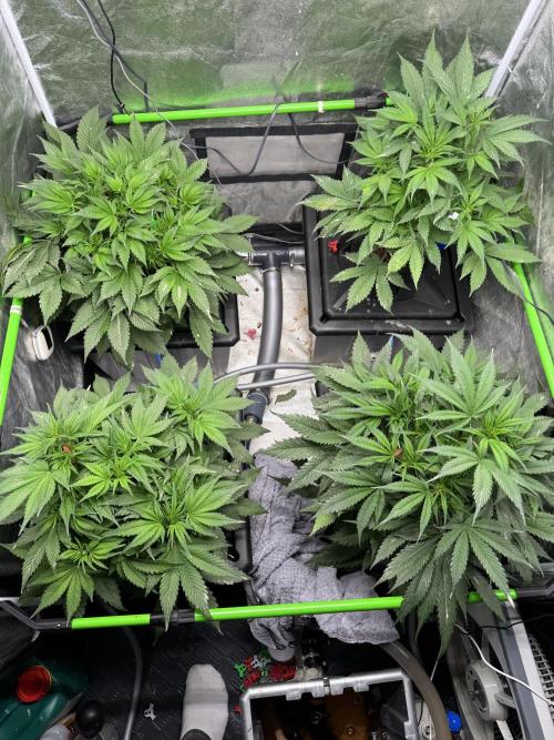 Papaya Cookies Auto | RDWC. Week 6 - Day 38