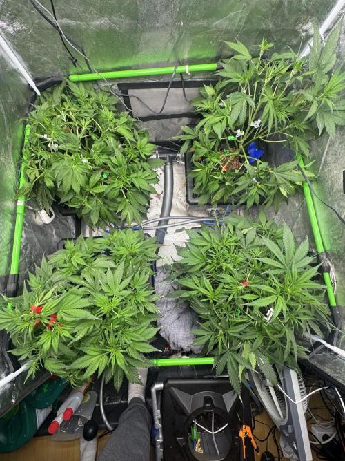 Papaya Cookies Auto | RDWC. Week 6 - Day 39