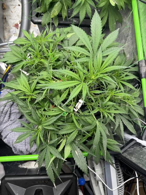 Papaya Cookies Auto | RDWC. Week 6 - Day 39 