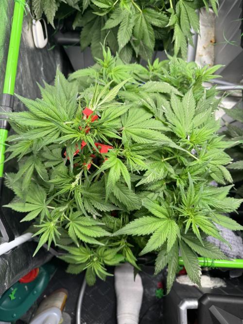 Papaya Cookies Auto | RDWC. Week 6 - Day 39