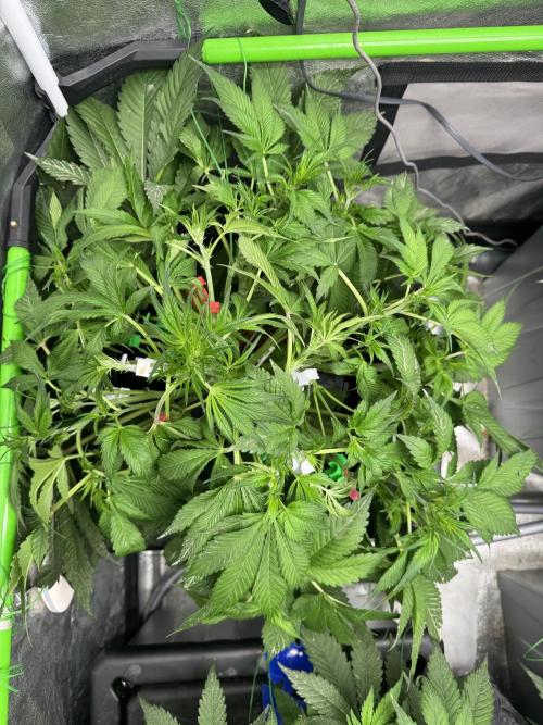 Papaya Cookies Auto | RDWC. Week 6 - Day 39