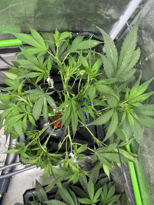 Papaya Cookies Auto | RDWC. Week 6 - Day 39