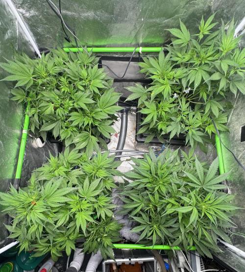Papaya Cookies Auto | RDWC. Week 6 - Day 40