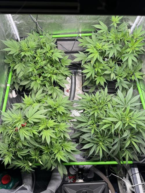 Papaya Cookies Auto | RDWC. Week 6 - Day 41