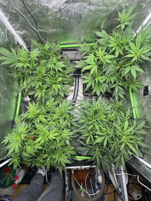 Papaya Cookies Auto | RDWC. Week 7 - Day 42