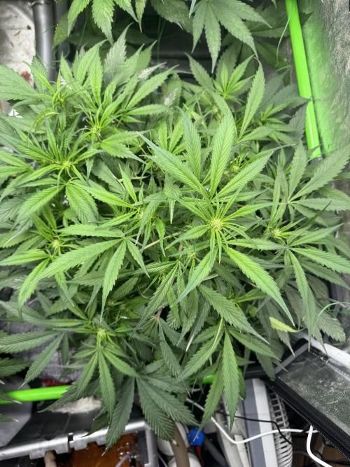Papaya Cookies Auto | RDWC. Week 7 - Front right