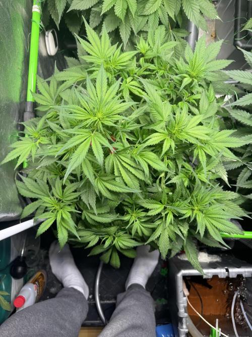Papaya Cookies Auto | RDWC. Week 7 - Front left
