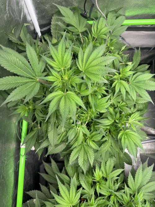 Papaya Cookies Auto | RDWC. Week 7 - Back left